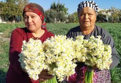 Mersin'de alternatif ürün olarak ekildi, üreticinin yeni gözdesi oldu! Siparişlere yetişemiyorlar