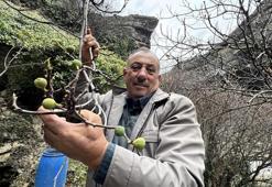 Görenler gözlerine inanamadı! Safranbolu'da aralık ayında incir ağacı meyve verdi