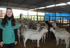 Veteriner hekim oldu, köyüne döndü: Babasından kalan mirasa gözü gibi bakıyor! Devlet desteğiyle kurduğu çiftlikte şimdi siparişlere yetişemiyor!