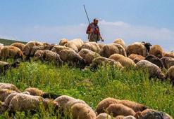Şanlıurfa’da çoban alımı yapılacak! İşte detaylar…