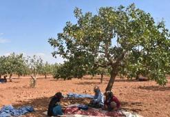 Şanlıurfa’da 689 bin TL’lik fıstık bahçesi!