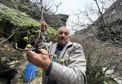 Ağaçların kafası karıştı! İncir ağacı Aralık ayında yeniden meyve verdi