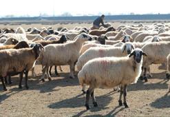 Erzincan'da Aralık ayının son günlerinde alışılmadık durum! Çiftçi için kar yoksa tasarruf var