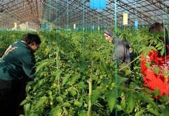 Üniversite öğrencileri üretiyor! Talep yüksek, ürünler hızla tükeniyor