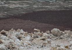 Güneydoğu'nun 'atıl' taşları altına dönüşüyor: GAP'tan Cumhuriyet tarihinin en kritik adımı: 50 bin dekarlık dev ıslah projesi başlıyor