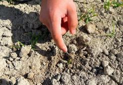 Konyalı çiftçinin başı ağrıyacak! Ziraat Odası gerçeği açıkladı: Tarlanızı kontrol edin