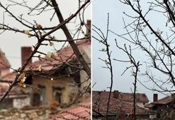 Eskişehir’de kayısı ağacı aralık ayında çiçek açtı