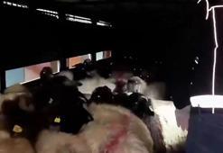 Siirt'te akılalmaz uyuşturucu sevkiyatı! Küçükbaş hayvanlar kullanıldı