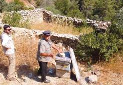 Muğla'da 'Bal Ormanları' için tarihi restorasyon başladı! 1970'lerde terk edilen sistem arıcılığı kurtarmaya geliyor