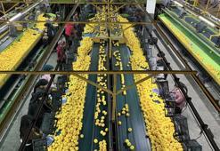 Yeni yıl öncesi Adana’da 'narenciye' seferberliği! Rusya ve Avrupa’dan dev sipariş