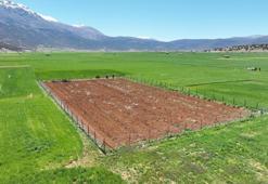 Antalya'da 26 tane kuruldu: Çiftçinin bulduğu ürün gelir kapısı oldu!