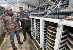 Van'da milyonluk mesai başladı! Aralık, ocak ve şubat aylarında yapılıyor! Alabalık tesislerinde sağım heyecanı