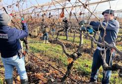 Denizli’de bağlar hareketlendi! Tescilli ürün için kritik döneme girildi