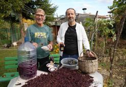 Bu üzümde resmen gençlik iksiri var! Üretimi arttırılacak, yeni gelir kapısı olacak