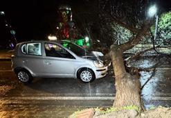 Edirne’de seyir halindeki otomobilin üzerine ağaç devrildi