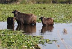 İtalya başardı, sıra Samsun’da! 50 kadın ve genç üreticiye büyük destek: Dev proje başladı, 150 bin dolarlık gelir sağlayacak