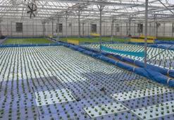 Dünyada sadece Çin'de var, Türkiye'de ilk olacak! Yüzde yüz yerli imkanlarla geliştirildi: 100 kadına istihdam sağlayacak