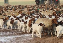 Dünyanın en büyüğü Şanlıurfa'da: 60 bin yeni kuzu dünyaya geldi!
