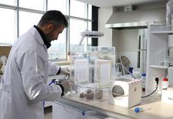 Antalya'da milyonlarca 'gizli asker' göreve hazır: Yumurtadan çıkıp 30 bin zararlıyı yok ediyor