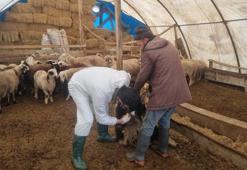 Sivas'ta yeni karar alındı! Köylerde başladı, artık zorunlu