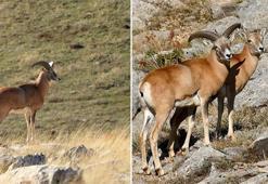 Dünyada sadece burada yaşıyor! Anadolu’nun saklı hazinesi Afyonkarahisar’da ortaya çıktı