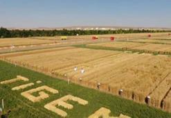 254 Adet TİGEM İŞÇİ ALIMI: Tarım İşletmeleri Genel Müdürlüğü sürekli işçi alımı ne zaman?, Hangi illere personel alınacak?, Başvuru şartları ve kadro dağılımı neler?