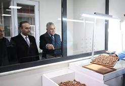 Sakarya’da 52 milyon dolarlık dev proje: Fındık kabuğundan aktif karbona