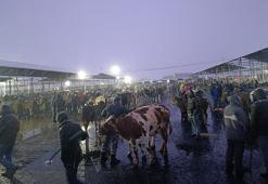 Şarkışla Hayvan pazarı'nda kar mesaisi: Termometreler -5'i gördü, besiciler çareyi battaniyede buldu