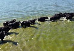 Türkiye'de üretim merkezi Samsun! Uzmanlar kötü haber verdi: Ciddi tehdit altında