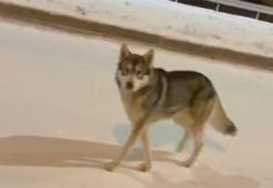 Ardahan'da şehre inen kurt böyle görüntülendi