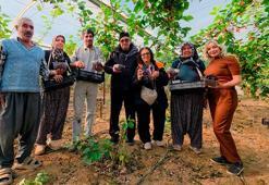 Mersin'de 2025 yılının son hasadı başladı! Kalitesi ve fiyatı üreticinin yüzünü güldürdü