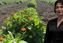 Kimse yüzüne bakmıyordu, meğer servet yatıyormuş! Atıl tarlaya ektiler: Şimdi sipariş yağıyor