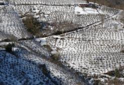 Karadeniz'deki kar yağışı, fındık ve diğer tarım ürünlerine yaradı