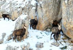 Munzur Dağı'nın zirvesinde fotokapana yakalandılar! Sürü halinde ilk kez görüldü