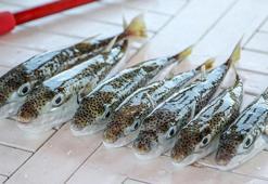 Akdeniz'de bu balığı avlayan zengin oluyor! Devlet destekli avcılık