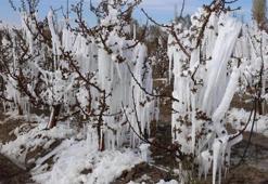 Adana'da zirai don uyarısı! Ziraat odası açıkladı: 2 - 3 - 4 Ocak'a dikkat!