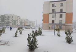 Antep fıstığı için beyaz haber geldi! Çiftçi 2025'in son gününde güldü