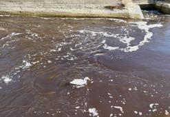 Mersin'de 3 yıl öncesi akıllara geldi: Göksu Nehri'nde görüldü