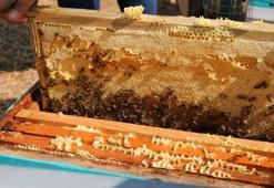 Coğrafi işaret tescili tamam! Dünya pazarına açılıyor