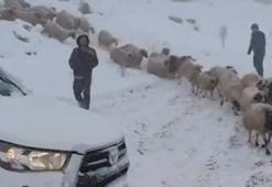 Adıyaman'da karda mahsur kalan çoban ve 800 küçükbaş hayvan kurtarıldı