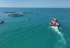 Türkiye'de 2025'te balık üretiminde cumhuriyet tarihinin rekoru kırıldı