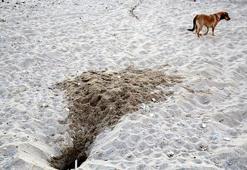 Antalya sahillerinde Caretta Katliamı! 994 yuva tahrip edildi! Sahile bırakılan cins köpekler Carettaların kabusu oldu
