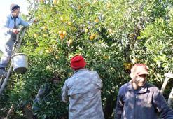Adana'da yılın ilk hasadı başladı! Tarlada 13, markette 45 TL