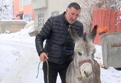 Muşlu vatandaş sokak sokak gezip hepsini bir araya topluyor: Terk edilen at ve eşekler için ahırını ikiye böldü!