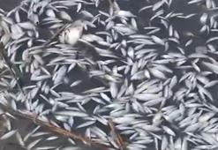 Bursa'da endişelendiren görüntü! Görenler gözlerine inanamadı