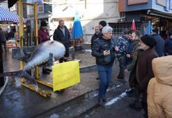 Erzincan'da günün konusu oldu! Tezgahta görenler telefonuna sarıldı: Kilosu 500 liradan satışa sunuldu