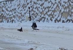 Malatya'da ilçe beyaza büründü, aç kalan kargalar sokaklara indi