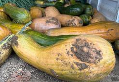 Yurt dışından getirdiği tohumu ekti, sonuçları şaşkına çevirdi! Çiftçinin geliri katlanacak