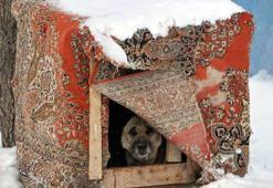 Atatürk ABD için onay vermiş! 1938'de Erzurum'dan seçilip yola çıktılar