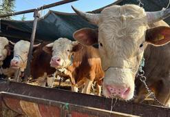 2026 besilik hayvan ithalatı başvuruları başlıyor! İşte başvuru tarihleri ve şartlar